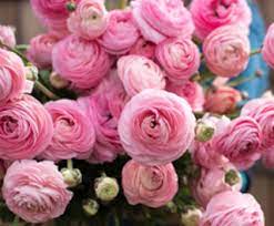 Ranunculus Amandine Marshmallow Bulbs