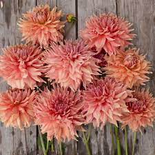 Dahlia Fairway Spur Dinnerplate Clump