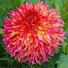 Dahlia Myrtle's Folly Dinnerplate Clump