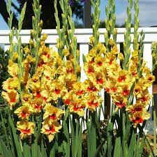 Gladiolus Dutch Jester Jumbo Bulbs