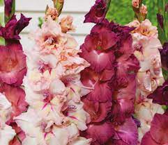 Gladiolus Dusky Twilight Companion Bulbs