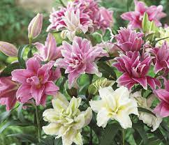 Lily Rose Romance Companion Bulbs