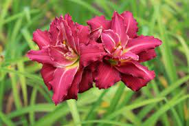Daylily Reblooming Double Pardon Me 1G
