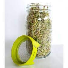 Sprouting Glass Jar with Bean Screen