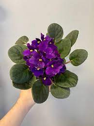 African Violet 4" Pot