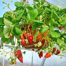 Strawberry Hanging Basket