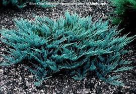 Juniper Blue Chip 2G
