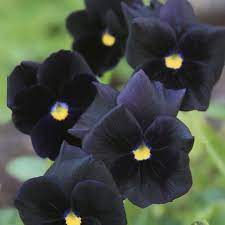 Black Bowles Viola 3.5" Pot