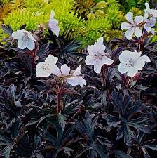 Cranesbill Midnight Ghost 1G