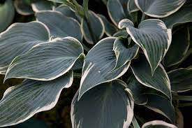 Hosta El Nino 1 Gallon