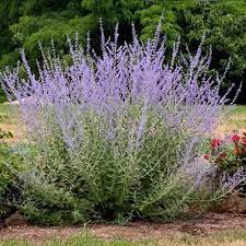 Russian Sage Little Spire 1G