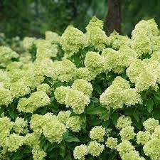 Hydrangea Limelight 2G