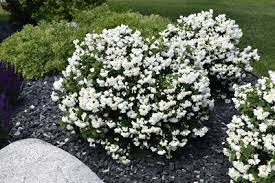 Mock Orange Snow Dwarf 2G
