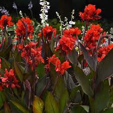 Canna Cannova Bronze Scarlet 1G