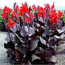 Canna Cannova Bronze Scarlet 1G