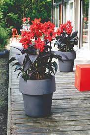 Canna Cannova Bronze Scarlet 1G