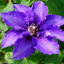 Clematis Vancouver Danielle 1G