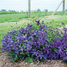 Clematis Rain Dance Bush 1G