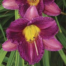 Daylily Purple D'Oro 1G