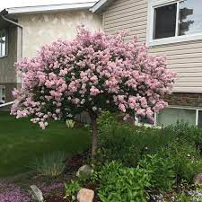 Lilac Dwarf Korean Topgraft Tree 7G