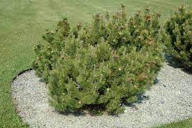 Mugo Pine Dwarf 1G