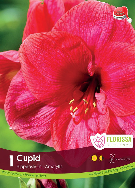 Amaryllis Bulb Cupid 26cm