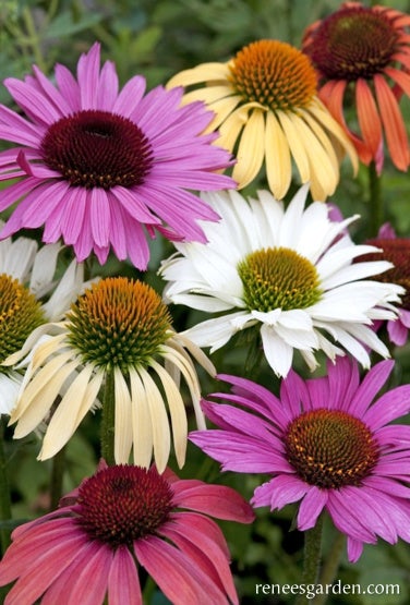 Echinacea Paradise Mix