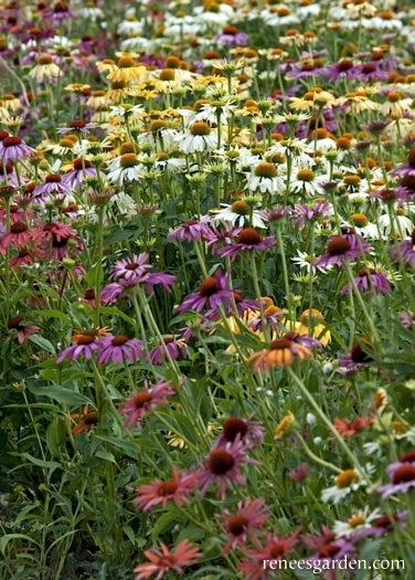 Echinacea Paradise Mix