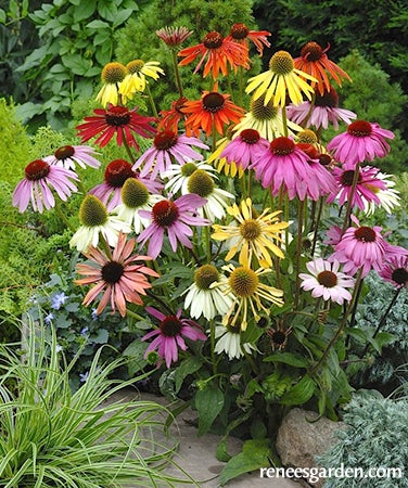 Echinacea Paradise Mix