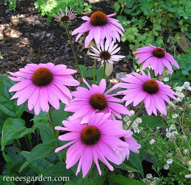 Echinacea Purpurea Starlight