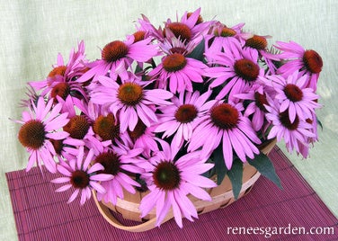 Echinacea Purpurea Starlight