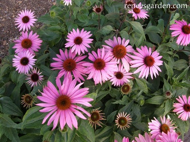 Echinacea Purpurea Starlight