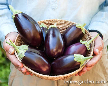 Eggplant Little Prince Container