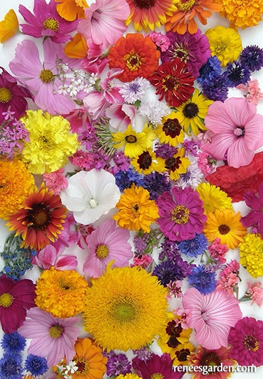 Endless Bouquets Flowers for Cutting Scatter Garden