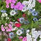 Fairy Garden Mix Petite Easy Annuals