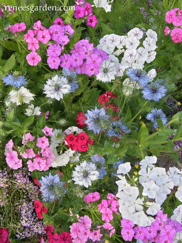 Fairy Garden Mix Petite Easy Annuals