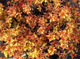 Spirea Flaming Mound 2G