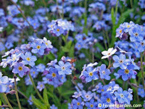 Forget-Me-Nots Azure Bluebirds