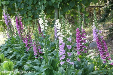 Foxglove Carousel Mix