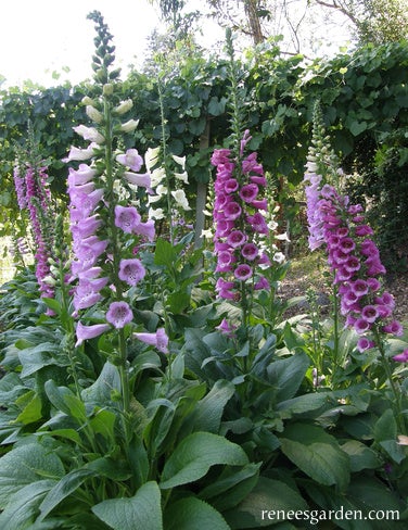 Foxglove Carousel Mix