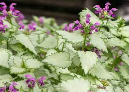 Lamium Ghost 4" Pot