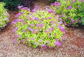 Spirea Goldmound 2G