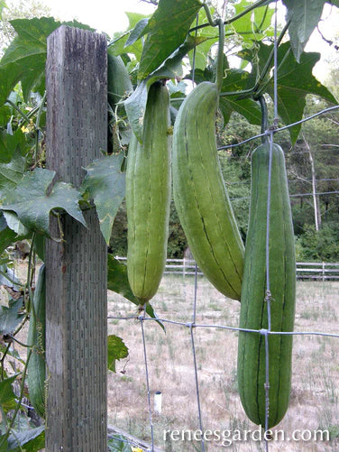 Gourds Bath Loofah Compact Vining