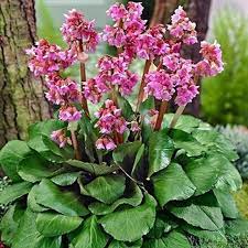 Bergenia Heartleaf 1G