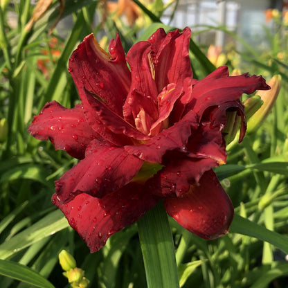 Daylily Reblooming Double Pardon Me 1G