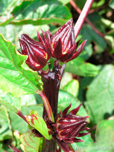 Hibiscus Zinger Herbal Tea