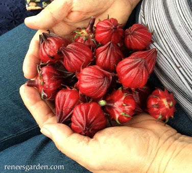 Hibiscus Zinger Herbal Tea