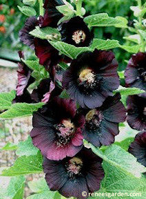 Hollyhock Black Watchman