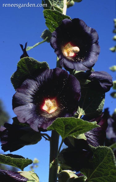 Hollyhock Black Watchman