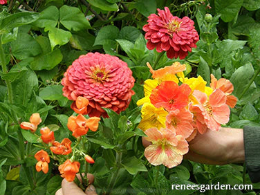 Hummingbird Garden Bonus Pack